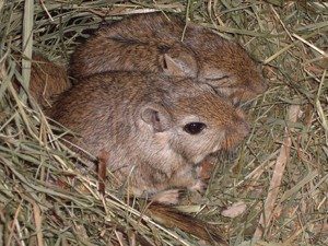 The dastardly gerbil - creator of bad PR for the humble rat.